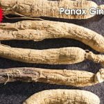 Panax Ginseng