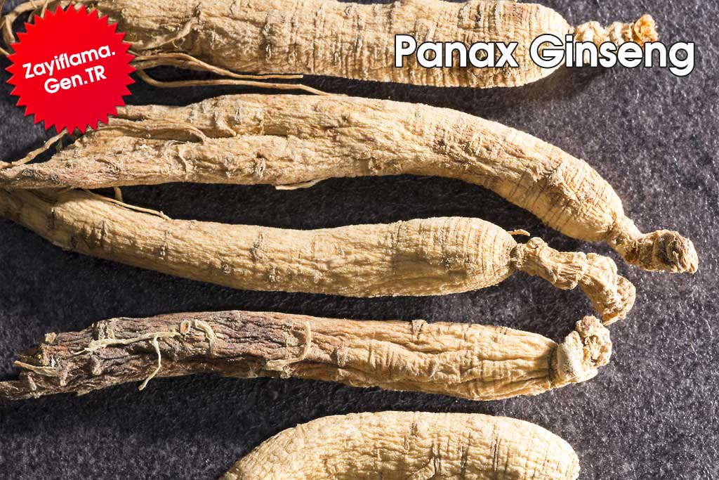 Panax Ginseng