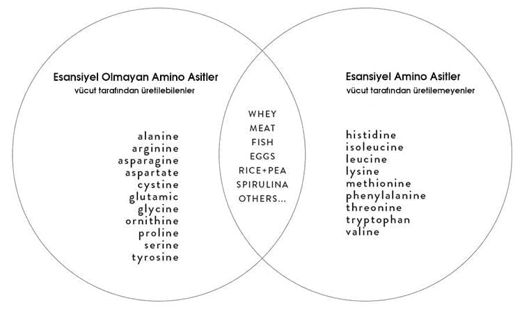 Amino Asit Çeşitleri