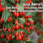 Goji Berry Çayı Faydaları Nelerdir? Nasıl Hazırlanır? Bitkisel Çay Tarifi