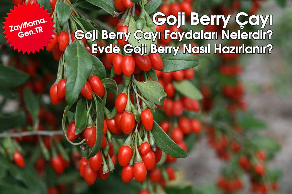 Goji Berry Çayı Faydaları Nelerdir? Nasıl Hazırlanır? Bitkisel Çay Tarifi