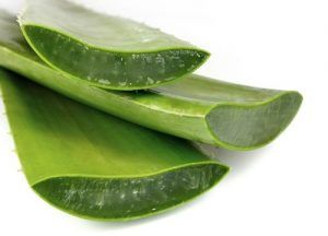 Aloe Vera Faydaları