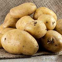 Tatlı Patates 